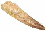 Bargain, Fossil Spinosaurus Tooth - Real Dinosaur Tooth #357785-1